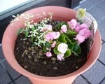 鉢植えで○○○!?